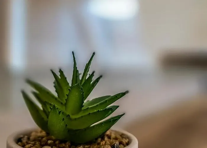 Appartement - Riesling Ambiente - Im Weingut Andries *